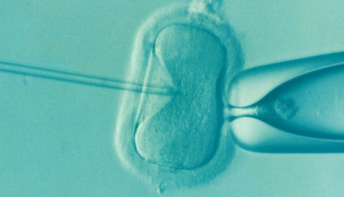 Quels gamètes ou embryons humains pourra-t-on utiliser en vue d’une AMP à compter du 31 mars 2025 ?